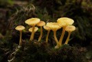 The Transformative Power of Fungi: 6 Ways it Could Help Save the World