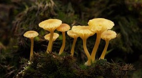 The Transformative Power of Fungi: 6 Ways it Could Help Save the World