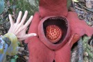 Rafflesia Flower Hike – Khao Sok National Park, Thailand