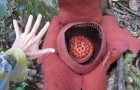 Rafflesia Flower Hike – Khao Sok National Park, Thailand