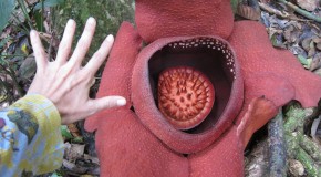 Rafflesia Flower Hike – Khao Sok National Park, Thailand