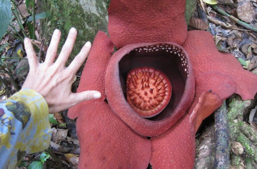 #htmlcaption_3653 Rafflesia Flower Hike – Khao Sok National Park, Thailand