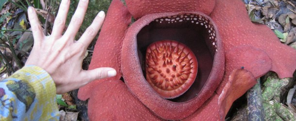 Rafflesia Flower Hike – Khao Sok National Park, Thailand