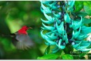Khao Sok National Park Wildlife Photographs