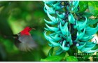 Khao Sok National Park Wildlife Photographs