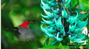 Khao Sok National Park Wildlife Photographs
