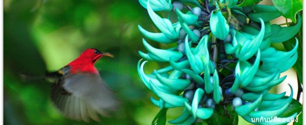 Khao Sok National Park Wildlife Photographs
