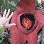 Rafflesia flower and Meghan's Hand!