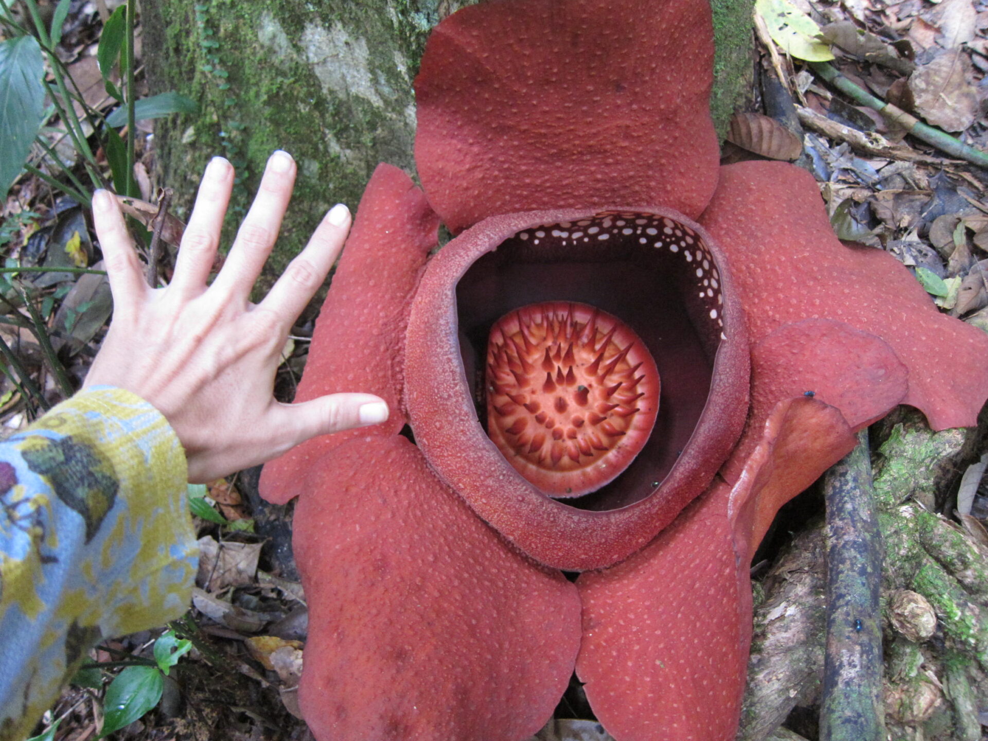 Rafflesia flower and Meghan's Hand!